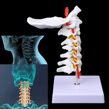 Spinal Nerves Model Anatomy Spine Human Body Simulation Nerve Real Size Tool