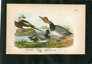 OLD SQUAW REDHEAD & LESSER SCAUP-DUCK MALES Bird Plate Engraving c.1890 - Picture 1 of 1