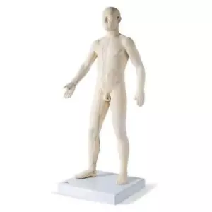 SEIRIN Akupunkturmodell Mann 70cm Inkl. Sockel 396 Punkte Lehrmodell - Bild 1 von 1