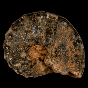 3.6" Mammites Nodosoides Ammonite Fossil Shell Upper Cretaceous Age Morocco - Picture 1 of 8