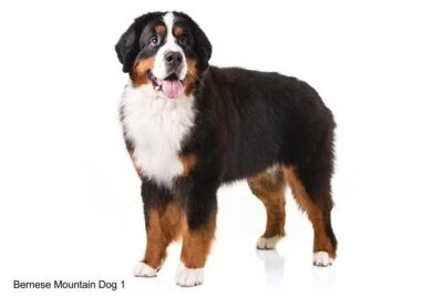 LARGE-SIZED CAR DECALS - BERNESE MOUNTAIN DOG - Image 1 of 2