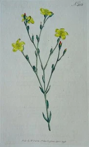 c1798 LINUM AFRICANUM PL403 Curtis's Botanical Print by Syd Edwards - Picture 1 of 5
