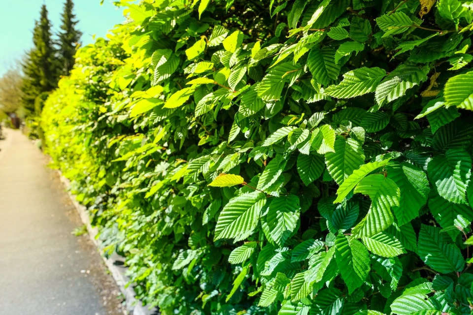 50 Hainbuchen 80-120cm Heckenpflanzen Hainbuche Wurzelware Carpinus betulus - Bild 1 von 4