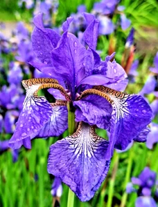 LAVENDER-BLUE SIBERIAN IRIS 100 SEEDS, IRIS SIBIRICA - Picture 1 of 22