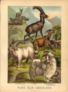 Original Antique 1880 Chromolithograph CASHMERE GOAT IBEX ANGORA [xlix] - Picture 1 of 1