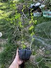 2 Chinese Elm Prebonsai Trees | Lace Bark Elm Bonsai Plants