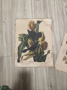 John Audubon 1890 - Picture 1 of 6