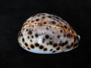 Muschel Cypraea tigris 71,2mm ID#6509 - Bild 1 von 5