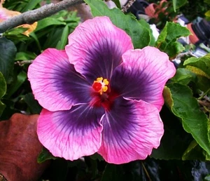 🌺🌺 MADAGASCAR hibiscus MOSCHEUTOS mallow  Malvaceae STARTER 7 cuttings HC6836 - Picture 1 of 2