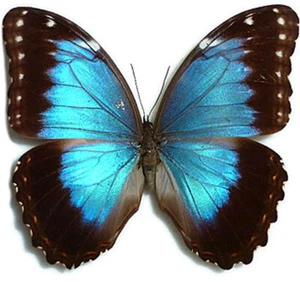 MORPHO HELENOR MONTEZUMA**weiblich,kleine lokale Form**Mexiko,Tamaulipas(papiert) - Bild 1 von 3