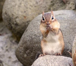 Chipmunk Foto - "Begging Chippy" - Bild 1 von 1