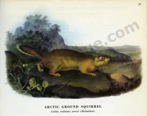 1968 John James & Woodhouse Audubon ARCTIC GROUND SQUIRREL Book Page Art (1424) - Picture 1 of 1