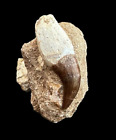 Natural great Mosasaurus tooth in matrix from Morocco, Fossilized Dino tooth