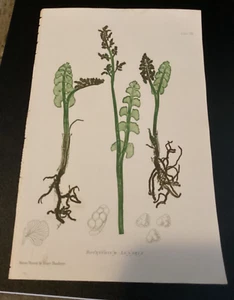 Print Depicting Ferns by Thomas Moore,  Antique, 19th C., Good Condition - Picture 1 of 1