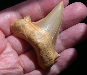 Beautiful Large Extinct Fossil Shark Tooth Megalodon Ancestor 2 Inches Sharp - Picture 1 of 9