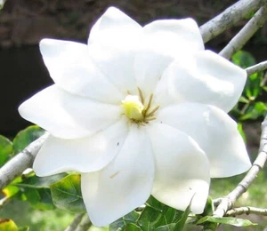 South African Gardenia Thunbergii Plant Extremely Fragrant And Drought Hardy - Picture 1 of 3