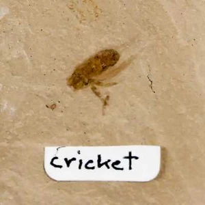 Cricket fossile volante 0,4" dettagliato insetto verde fiume FM Uintah County Utah - Foto 1 di 6