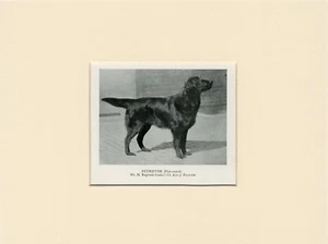 FLAT COATED RETRIEVER OLD 1950 NAMED DOG PRINT READY MOUNTED - Picture 1 of 1