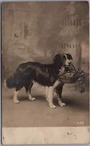 Postcard RPPC c1910 Studio Photo of Dog Carrying Basket of Leaves by Rotograph - Bild 1 von 2