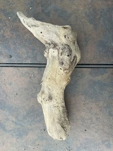 Natural Driftwood for Plants Terrarium Taxidermy Art Projects - Picture 1 of 4