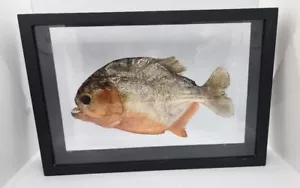 Echter Taxidermy PREDATOR Piranha Peru Amazon mit Holzrahmen, sehre Rar! - Bild 1 von 9