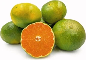 100+ Baby Java Orange Seedss (Citrus sinensis (L.) Osbeck) For Planting - Picture 1 of 4