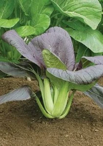 Pak Choi 'Red Choi F1' King's Orientalische Gemüsesamen - Bild 1 von 1