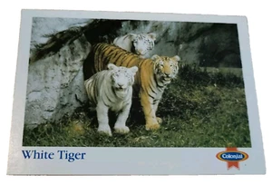 Colonial Bush Gardens Tampa Florida Trading Card White Tiger (H5 - Picture 1 of 2