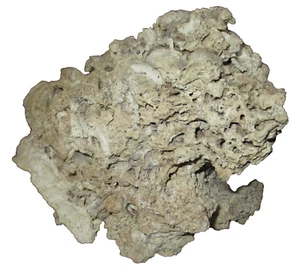 Genuine Hard White Shell Fossilized Coral Saltwater Aquarium Decoration 9x7x6 - Picture 1 of 3