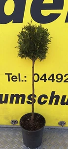 Thuja Smaragd Stamm 80/90 cm Säulen Lebensbaum Stämmchen Kugelform - Bild 1 von 5