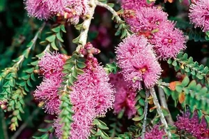 WILSONS HONEY MYRTLE 1250 SEEDS MELALEUCA WILSONII FLOWERING NATIVE SHRUB - Picture 1 of 3