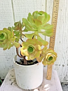 BIG ROOTED AEONIUM ARBOREUM MULTIPLE BRANCHES SUCCULENT GREEN ROSE 15" TALL - Picture 1 of 6