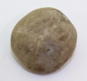 Seeigel, Collyrites bicordata, Jura, Oxford, Liesberg, Schweiz -L580 - Picture 1 of 6