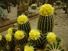 Cactus Notocactus warasii 15 graines