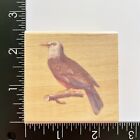 Unbranded Eagle Bird On Tree Branch Limb Wood Mounted Rubber Stamp
