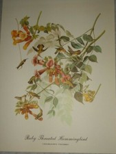 VINTAGE RUBY THROATED HUMMINGBIRD ( ARCHILOCHUS COLUBRIS ) 10 X 12 PRINT
