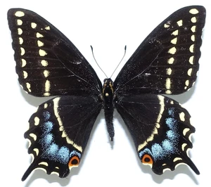 PAPILIO INDRA MINORI WEIBLICH AUS CANE WASH, UTAH, USA - Bild 1 von 4