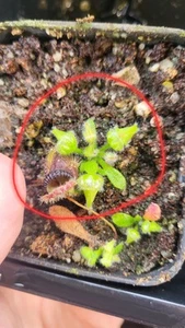 Cephalotus follicularis - Picture 1 of 1