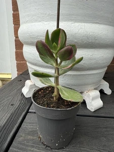 1x Crassula ovata variegated Rooted House Plant. - Picture 1 of 3