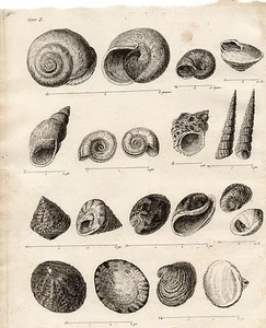 Engraving 18th / Univalves of Different Genres - Picture 1 of 2