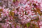 15 Japanese Flowering Cherry Tree Seeds .Prunus serrulata Seeds. Sakura  Cherry