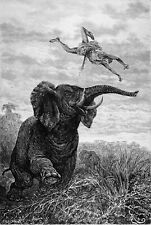 ZAMBIA - ELEPHANT launching ten meters a hunter (Lake Bangweulu) -Engraving 19th