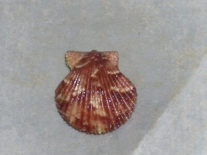 AEQUIPECTEN OPERCULARIS F.ADOUINII AMAZING PATTERN - Picture 1 of 2