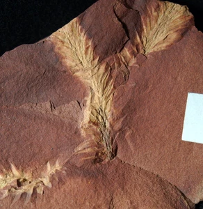 Rara pianta fossile di Lycopodites carbonius con foglie dicotomicamente ramificate - Foto 1 di 8