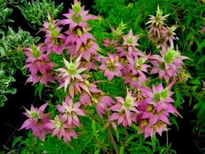 300+SPOTTED BEE BALM Flower Seeds Native Wildflower Herbal Tea Medicinal Plant - Picture 1 of 12