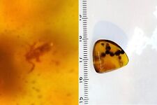 Meravigliosa ambra amber burmite con  uno pseudoscorpione  !!