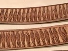 5pc Dried Decor Royal Poinciana Pods Wooden Slices 12”