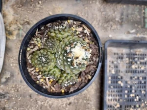 Old Copiapoa Hypogaea Rare Cactus Succulent - Picture 1 of 5