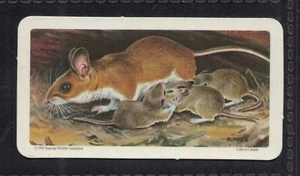 WHITE-FOOTED MOUSE - 50 + year old Canadian Trade Card # 14 - Picture 1 of 2