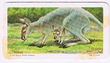 Brooke Bond Red Rose Tea Card #2 Red Kangaroo Animals & Their Young
